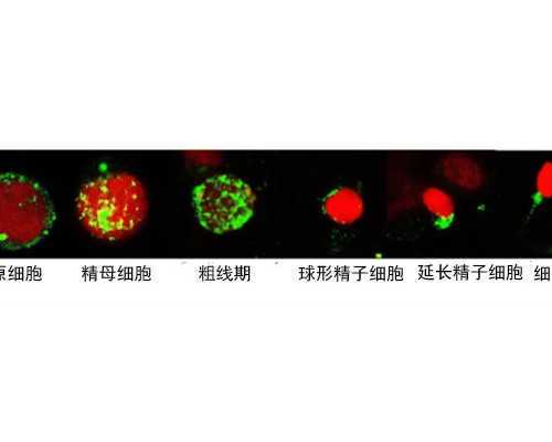 广州助孕婴儿的体温多少度正常